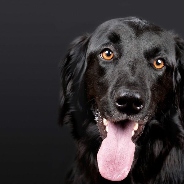 dog, pet, hovawart-1194087.jpg