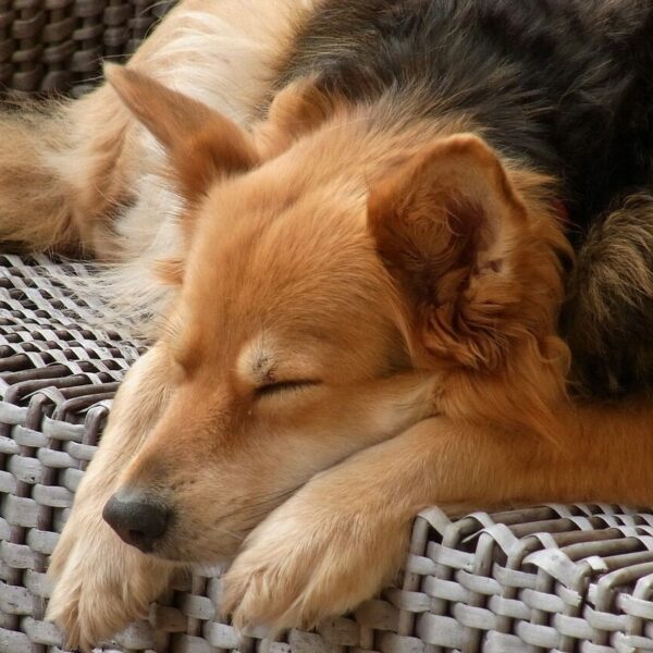 dog, ronni, ronja-54627.jpg