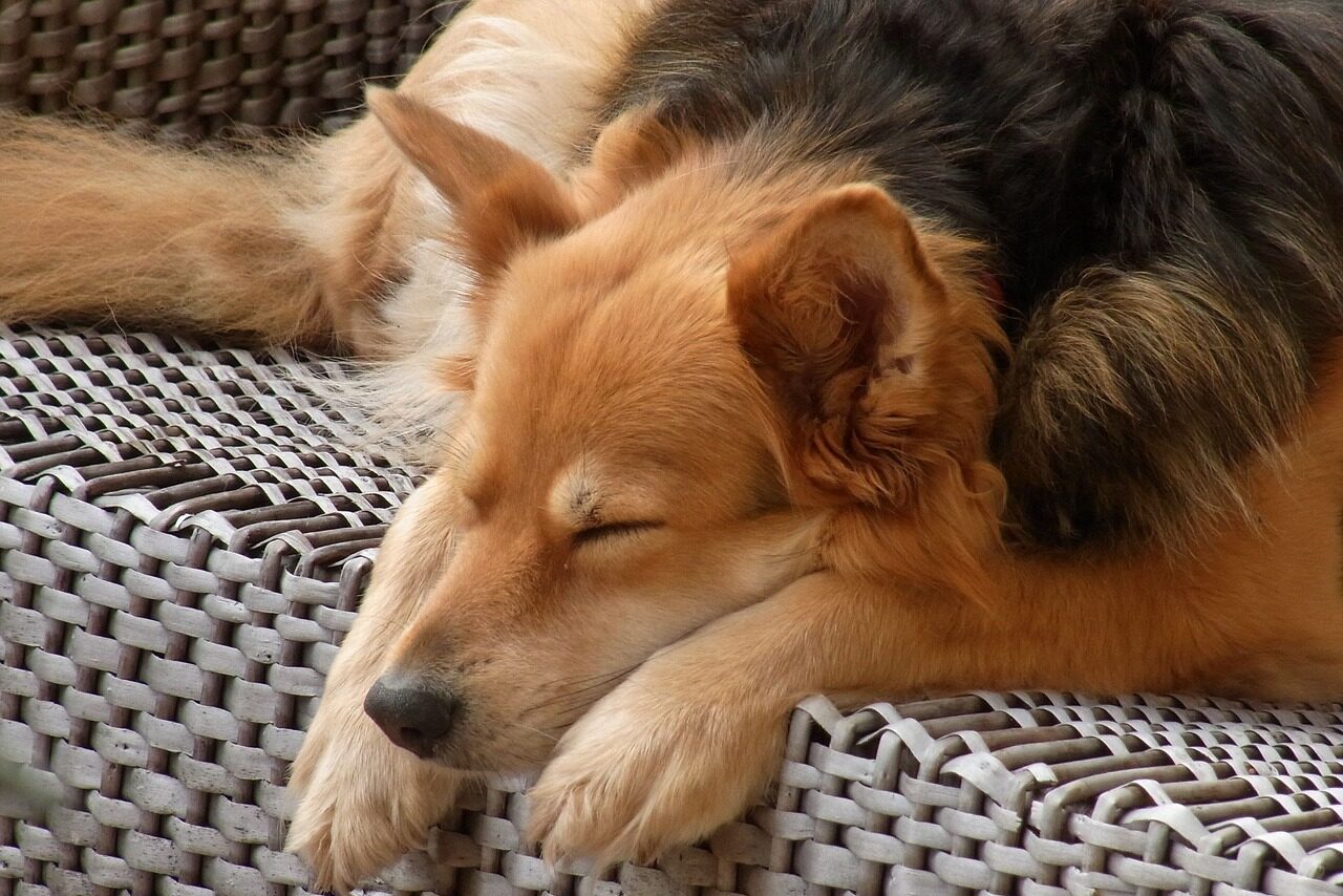 dog, ronni, ronja-54627.jpg